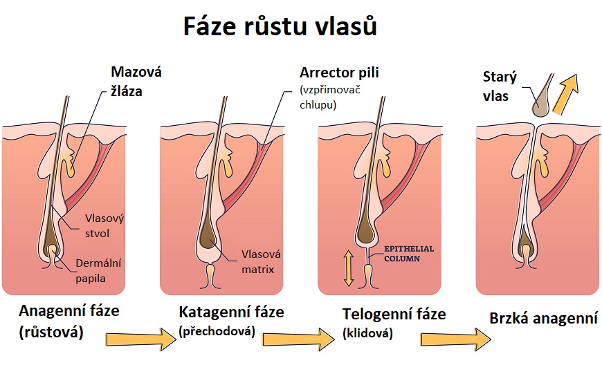 Fáze růstu vlasu